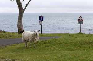 Ein Schaf steht im Regen an der Murlough Bay