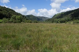 Sumpfwiesen im Tal von Glendalough