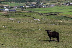 Schaf auf dem Lub na Cille