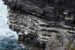 Vogelkolonien in den Steilklippen von Moher