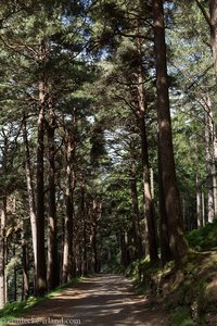 im Wald beim Upper Lake von Glendalough