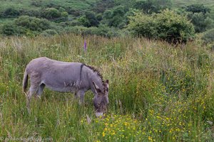 Esel im Nationalparkvon Connemara
