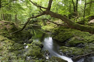 im schönen Wald des Tollymore Forest Park