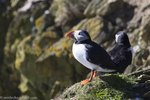 Papageitaucher bei Rathlin Island