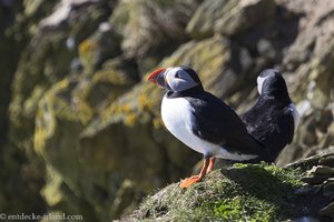 Puffins am Vogelfelsen von Rathlin Island