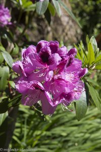 Rhododendron im Garten von Mount Stewart