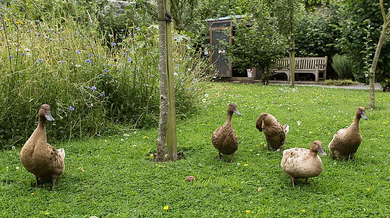 Enten im Garten des Rothe Haus