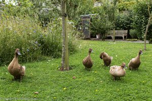 Enten im Garten des Rothe Haus