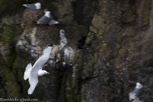 Eine Möwe kommt angeflogen - Rathlin Island