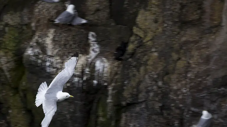 Eine Möwe kommt angeflogen - Rathlin Island