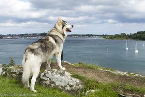 Grauwind, ein Schattenwolf bei Castle Ward in Nordirland