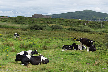 Kühe beim Ring of Kerry