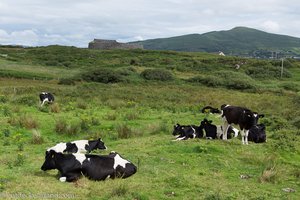 Kühe beim Ring of Kerry