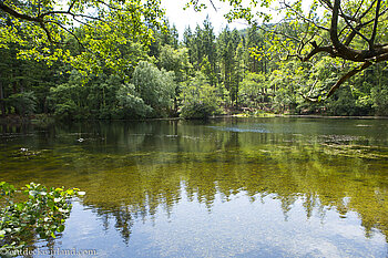 See im Tollymore Forest Park in Nordirland