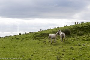 Schafe an der Murlough Bay in Nordirland