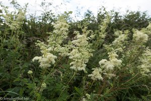 Mädesüß (Filipendula ulmaria)