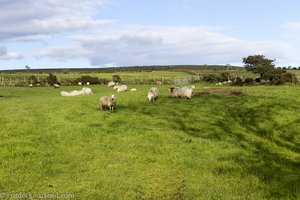 typisches grünes Weideland der Mournes Berge in Nordirland