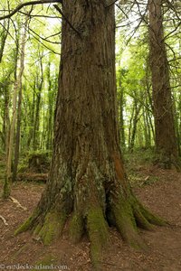 große Bäume im Cong Forest