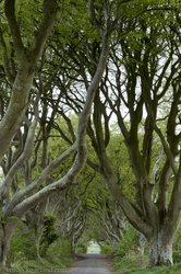 The Dark Hedges – Die mystische Buchenallee