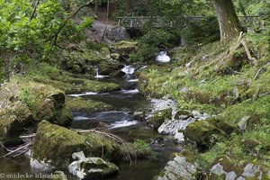 Shimna-Fluss im Tollymore Forest Park