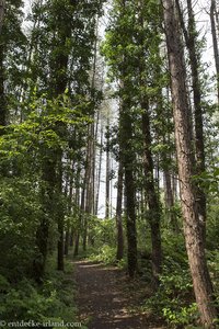 Wandern durch den Wald - Silent Valley Mountain Park in Nordirland