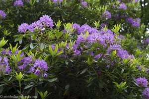 Rhododendron beim beim Shimna-Fluss im Tollymore Forest Park