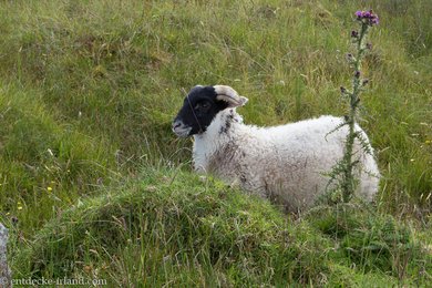 junges Schaf bei Glendun