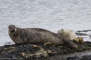 Die Robben auf Rathlin Island fühlen sich wohl.