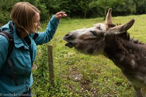 Anne und der Esel