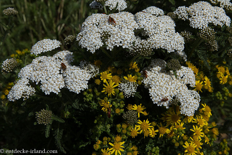 Gemeine Schafgarbe am Wanderweg der Cliffs of Moher