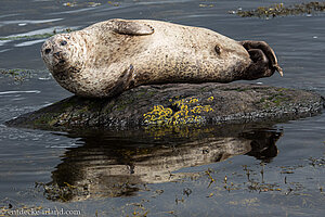 Neugierig schauen die Robben auf Glengarriff zur Fähre