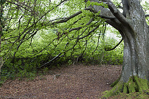 Unter dem grünen Blätterdach im Castlewellan Forest Park