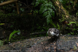 junge Wasseramsel im Glenariff Forest Park