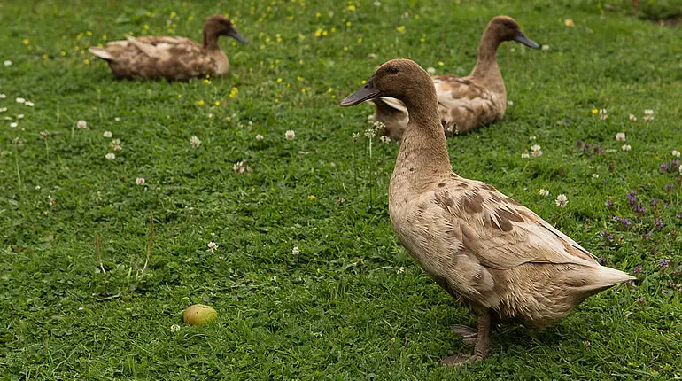 Enten watscheln durch den Rothe-Haus-Garten