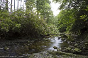 beim Shimna-Fluss im Tollymore Forest Park in Nordirland