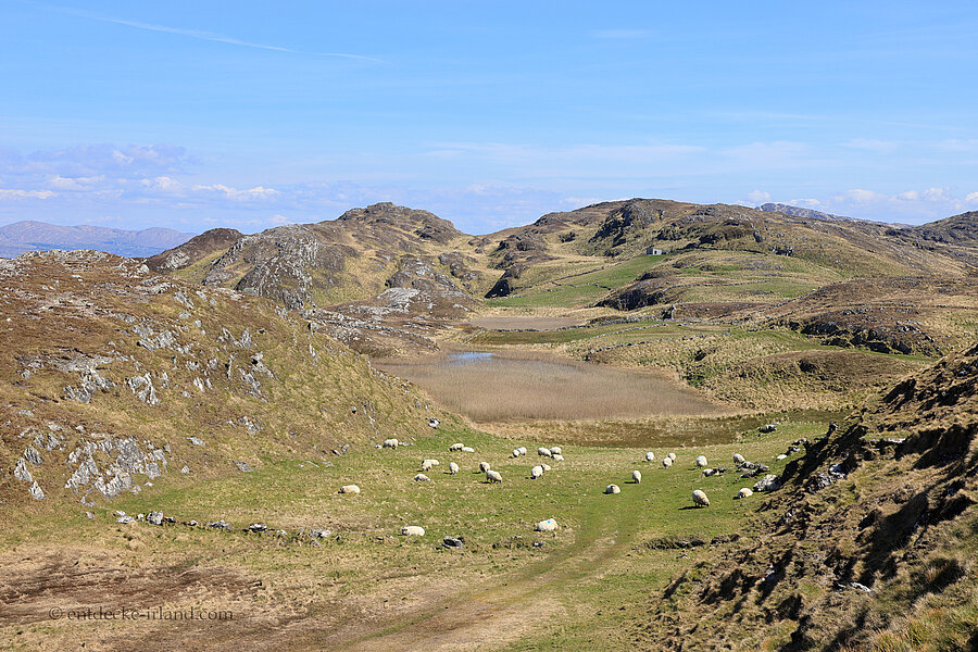 Schaffarm auf dem Three Castle Head