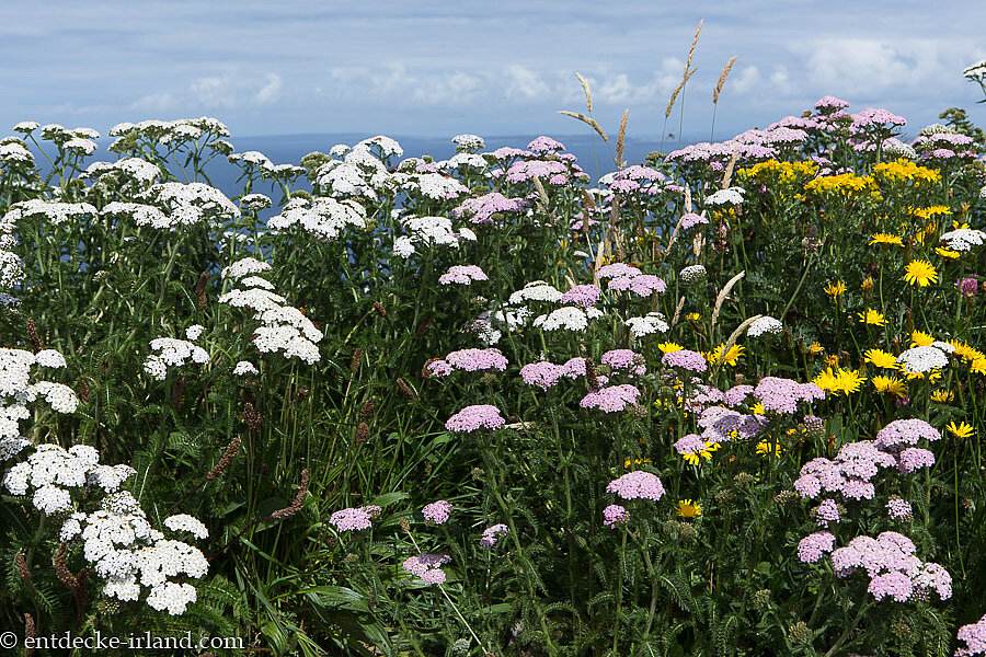 Schafgarbe am Wanderweg der Cliffs of Moher