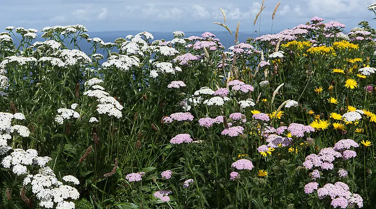 Schafgarbe am Wanderweg der Cliffs of Moher