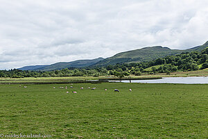 Schafweide beim Lough Glencar