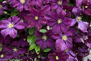 Clematis im Walled Garden von Glenarm Castle