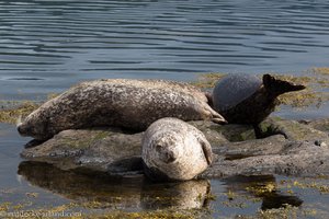 Man lümmelt sich auf den Felsen - Seehunde in Irland