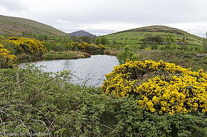 Ein Wasserloch in den Mourne Mountains