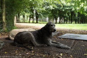 riesige Hunde bewachen den Folk Park von Bunratty