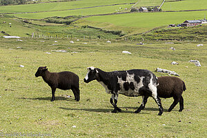 Schafe in Kerry