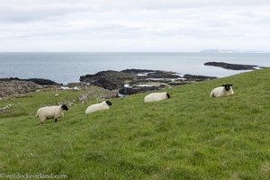 Schafe auf dem Causeway Coastal Way
