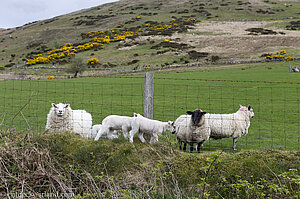 Schafe in den Mourne Bergen