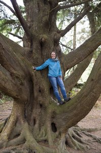 Anne auf einem Baum im Castlewellan Forest Park