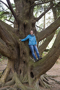 Anne auf einem Baum im Castlewellan Forest Park