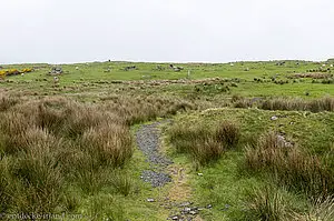 Binsen auf den Wiesen des Fair Head