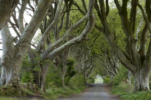 The Dark Hedges – Die mystischen Buchen Nordirlands